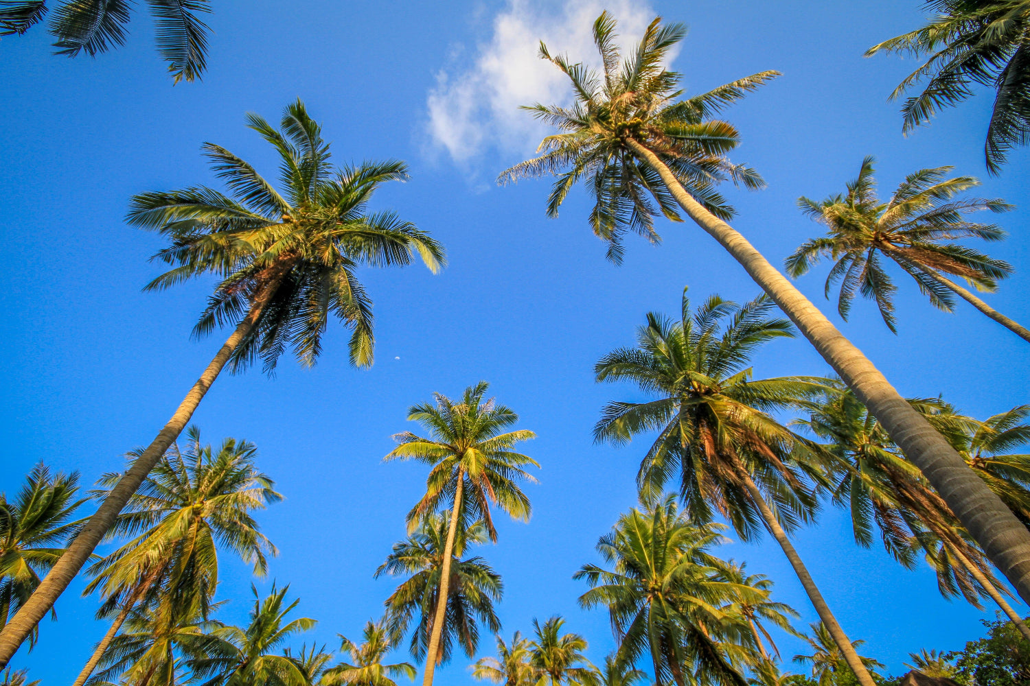Lush palm trees towering in a vibrant tropical forest, surrounded by dense greenery and dappled sunlight.
